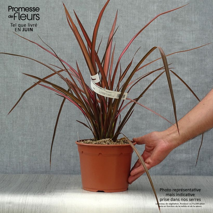Exemplar von Phormium tenax Pink Panther Topf mit 2L/3L wie im Sommer geliefert