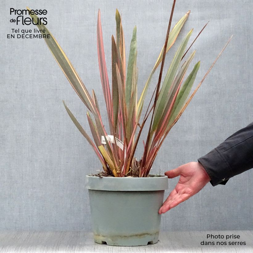Exemplar von Phormium tenax Rainbow Queen Topf mit 7,5L/10L wie im Winter geliefert