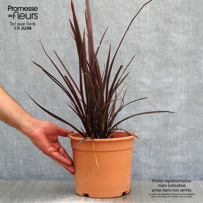 Exemplar von Phormium tenax Special Red Topf mit 4L/5L wie im Sommer geliefert
