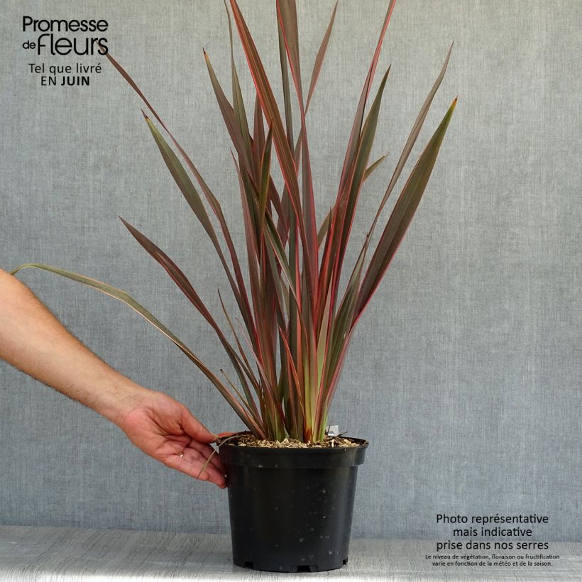 Exemplar von Phormium tenax Sundowner Topf mit 4L/5L wie im Sommer geliefert