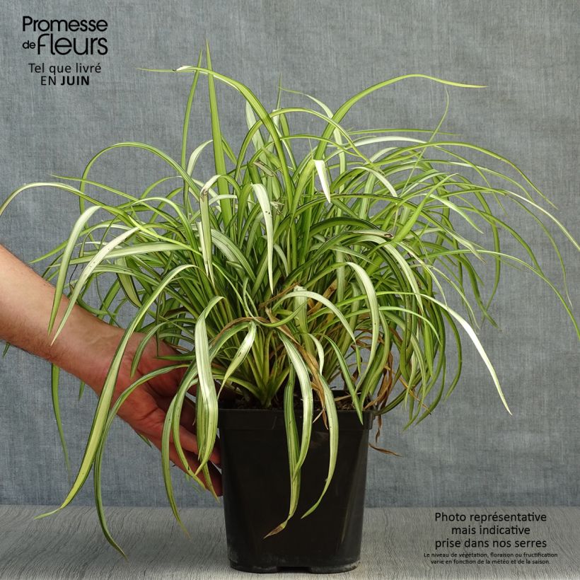 Exemplar von Phormium cookianum Blondie Topf mit 4L/5L wie im Sommer geliefert