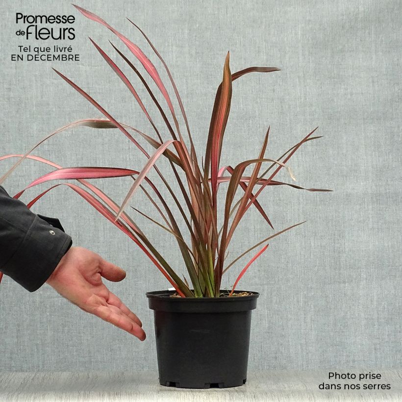 Exemplar von Phormium tenax Evening Glow Topf mit 2L/3L wie im Winter geliefert