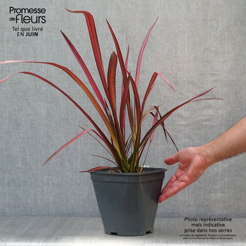 Exemplar von Phormium tenax Evening Glow Topf mit 4L/5L wie im Sommer geliefert