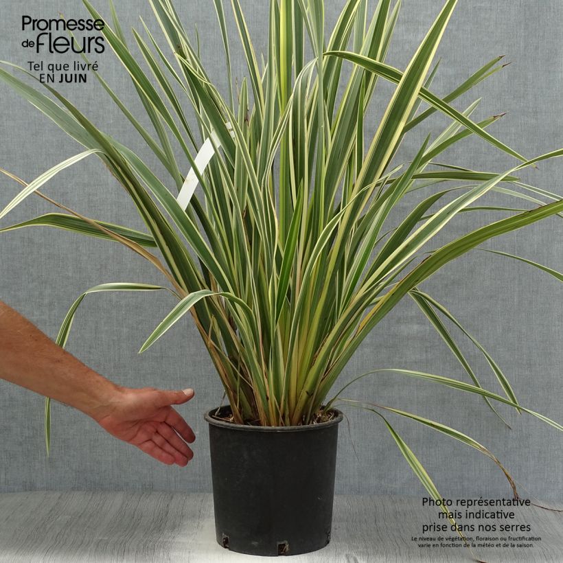 Exemplar von Phormium tenax Variegatum Topf mit 7,5L/10L wie im Sommer geliefert