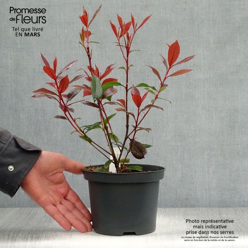 Exemplar von Rote Glanzmispel Dicker Toni - Photinia fraseri Topf mit 2L/3L wie im Frühjahr geliefert
