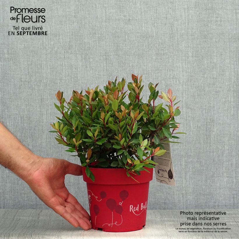 Exemplar von Rote Glanzmispel Red Ballcoon - Photinia fraseri Topf mit 2L/3L wie im Herbst geliefert