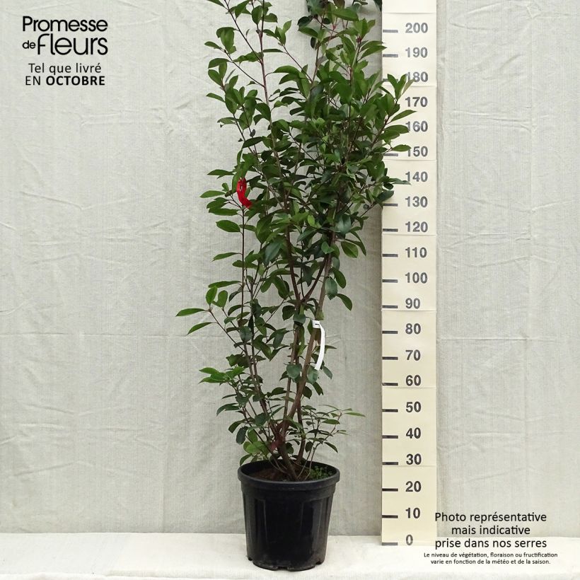 Exemplar von Rote Glanzmispel Red Robin - Photinia fraseri Topf mit 18L/20L wie im Sommer geliefert