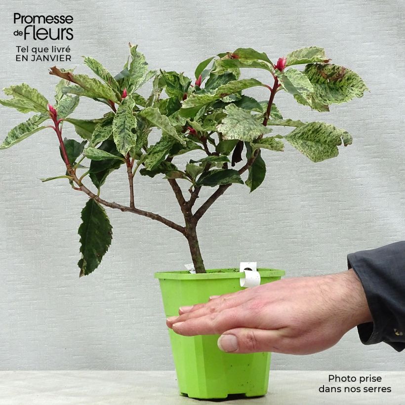 Exemplar von Photinia serratifolia Pink Crispy - Sägeblättrige Glanzmispel Topf mit 1L/1,5L wie im Winter geliefert