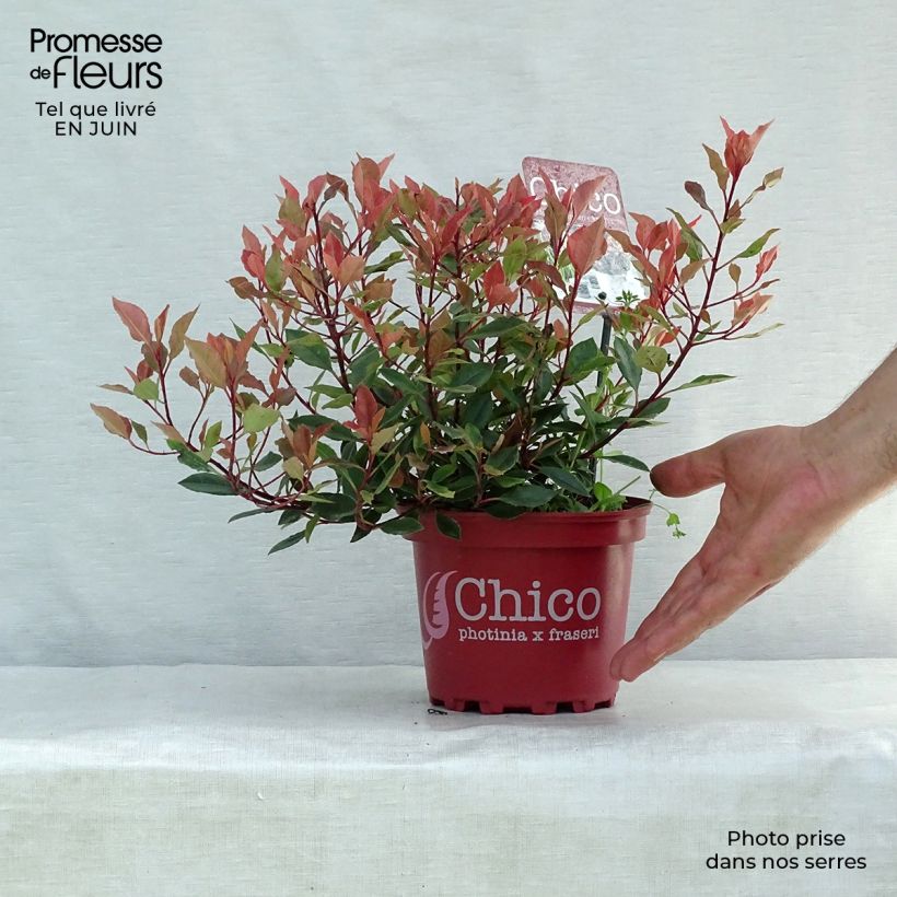 Exemplar von Glanzmispel Chico - Photinia fraseri Topf mit 2L/3L wie im Sommer geliefert