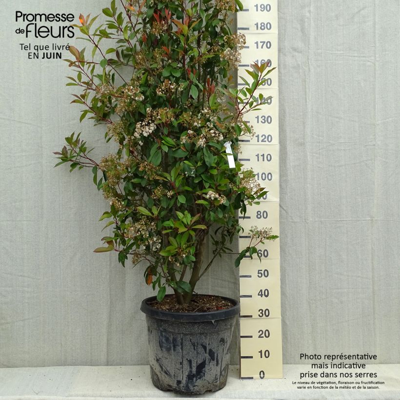 Exemplar von Rote Glanzmispel Red Robin - Photinia fraseri Topf mit 50L/55L wie im Sommer geliefert