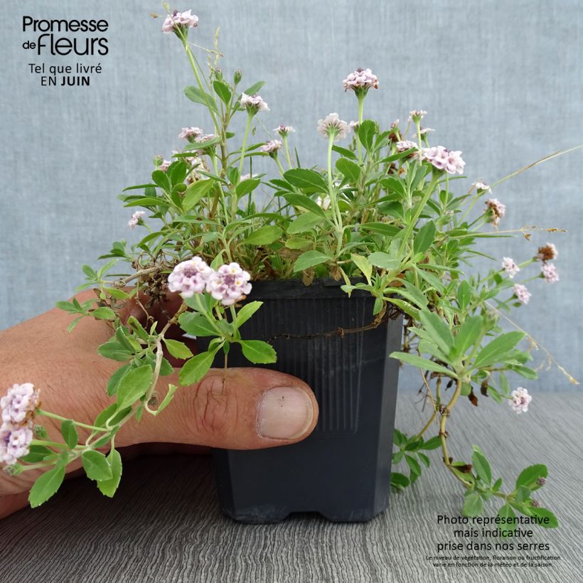 Exemplar von Phyla nodiflora var. canescens - Teppichverbene Kleine Töpfe von 7/8 cm wie im Sommer geliefert