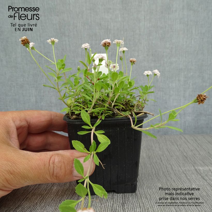 Exemplar von Phyla nodiflora - Teppichverbene Kleine Töpfe von 8/9 cm wie im Sommer geliefert