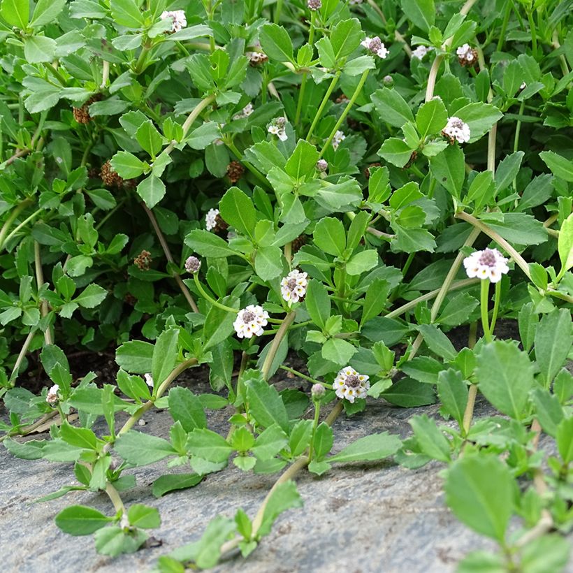 Phyla nodiflora - Teppichverbene (Hafen)