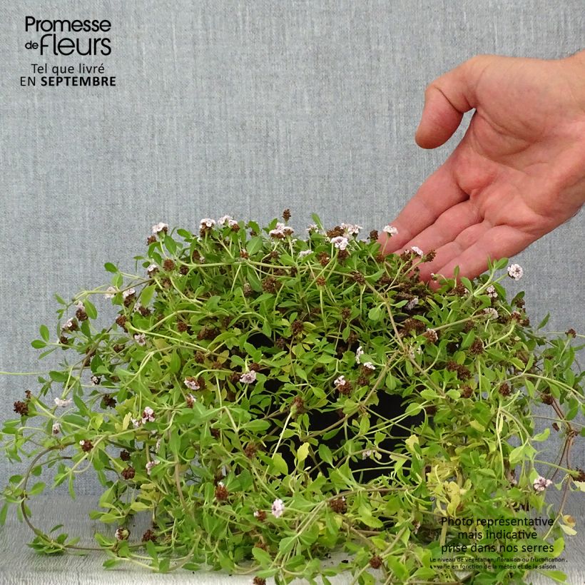 Exemplar von Phyla nodiflora - Teppichverbene Topf mit 2L/3L wie im Sommer geliefert