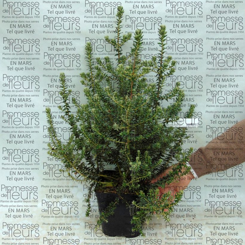 Beispiel eines Exemplars von Phylica arborea - Kapmyrte Topf mit 3L/4L wie geliefert