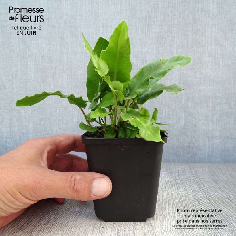 Exemplar von Hirschzungenfarn - Phyllitis scolopendrium Kleine Töpfe von 8/9 cm wie im Sommer geliefert