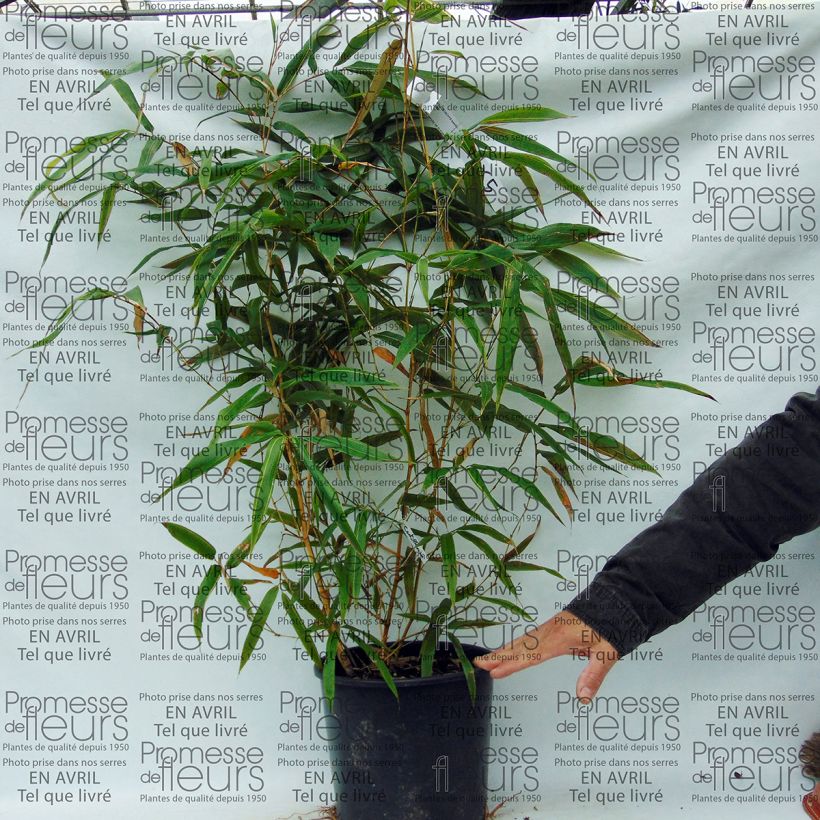 Beispiel eines Exemplars von Holzbambus Castillonis - Phyllostachys bambusoides Topf mit 4L/5L wie geliefert