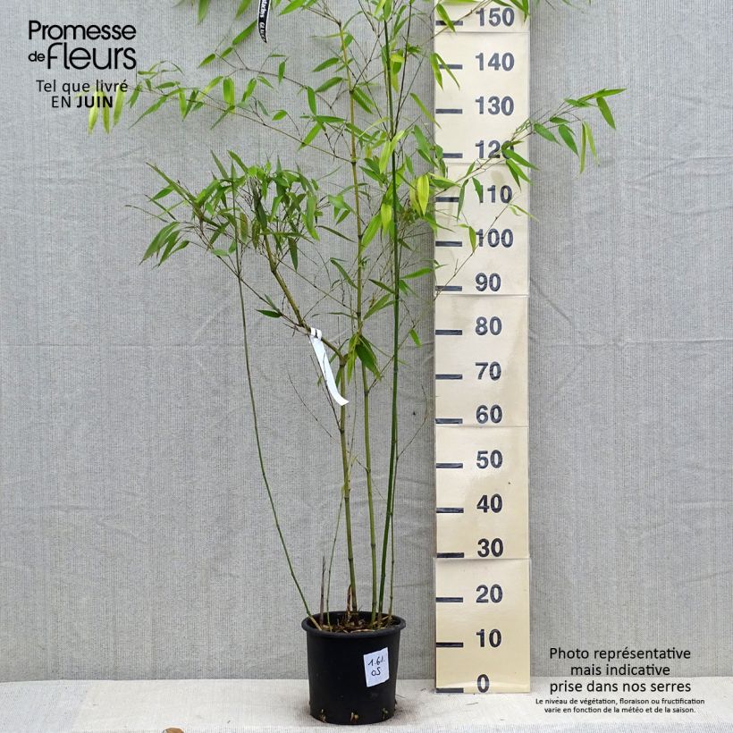 Exemplar von Blauer Bambus - Phyllostachys glauca Topf mit 4L/5L wie im Sommer geliefert
