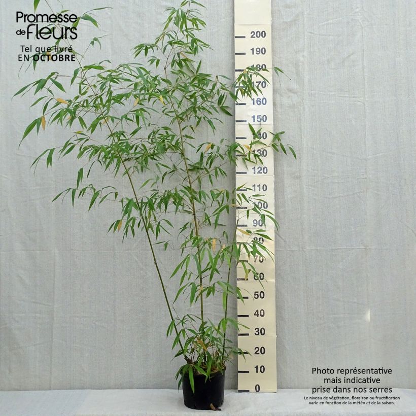 Exemplar von Holzbambus - Phyllostachys iridescens Topf mit 4L/5L wie im Herbst geliefert