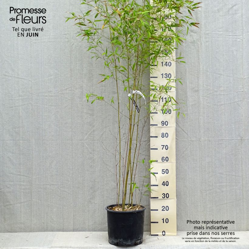 Exemplar von Schwarzer Bambus Henonis - Phyllostachys nigra Topf mit 12L/15L wie im Sommer geliefert