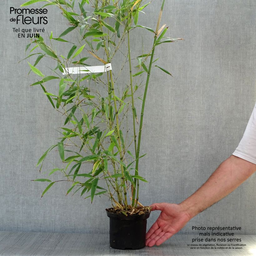 Exemplar von Schwarzer Bambus Henonis - Phyllostachys nigra Topf mit 2L/3L wie im Sommer geliefert