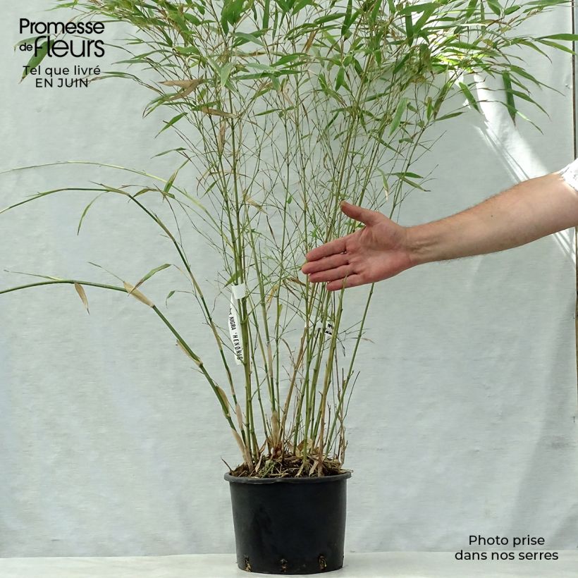 Exemplar von Schwarzer Bambus Henonis - Phyllostachys nigra Topf mit 4L/5L wie im Sommer geliefert