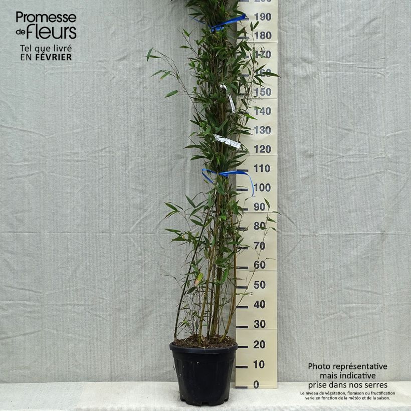 Exemplar von Schwarzer Bambus Megurochiku - Phyllostachys nigra Topf mit 12L/15LGelieferte Höhe ca. 175/200cm wie im Winter geliefert