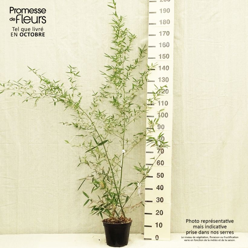 Exemplar von Kleinblütiger Bambus - Phyllostachys parviflora Topf mit 4L/5L wie im Herbst geliefert