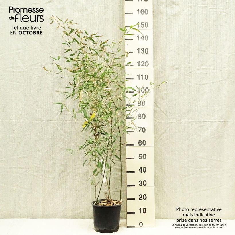 Exemplar von Gelber Furchen Bambus Sulphurea - Phyllostachys viridis Topf mit 2L/3L wie im Herbst geliefert