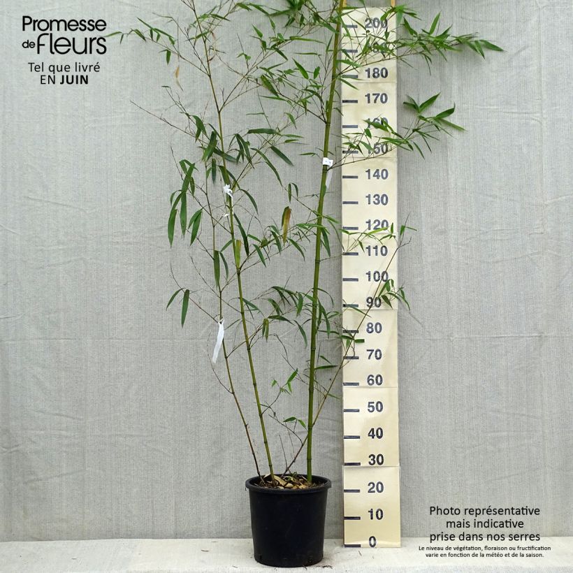 Exemplar von Gelber Furchen Bambus Aureocaulis - Phyllostachys vivax Topf mit 4L/5L wie im Sommer geliefert