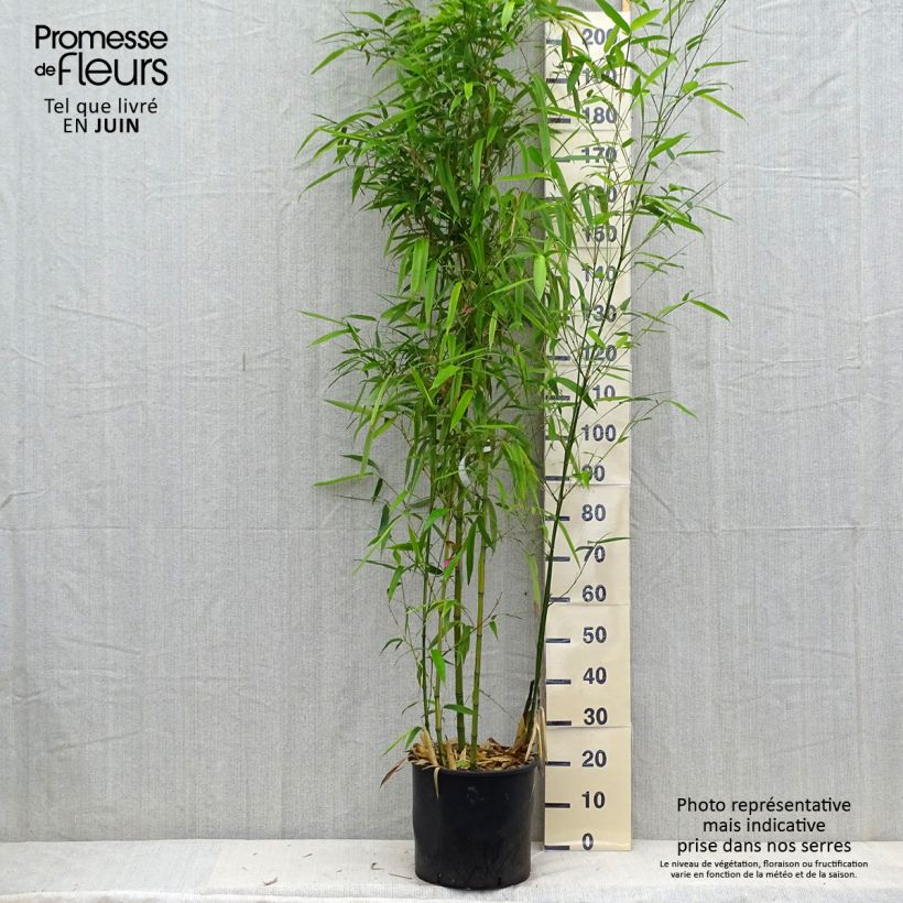 Exemplar von Gelber Furchen Bambus Huangwenzhu - Phyllostachys vivax Topf mit 12L/15L wie im Sommer geliefert