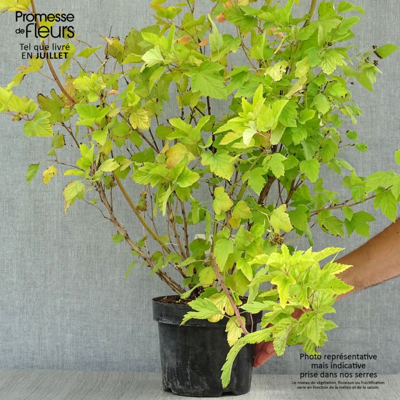 Exemplar von Gelbe Blasenspiere Dart's Gold - Physocarpus Topf mit 3L/4L wie im Sommer geliefert