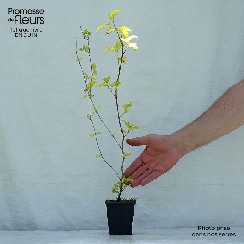 Exemplar von Gelbe Blasenspiere Dart's Gold - Physocarpus Kleine Töpfe von 8/9 cm wie im Sommer geliefert