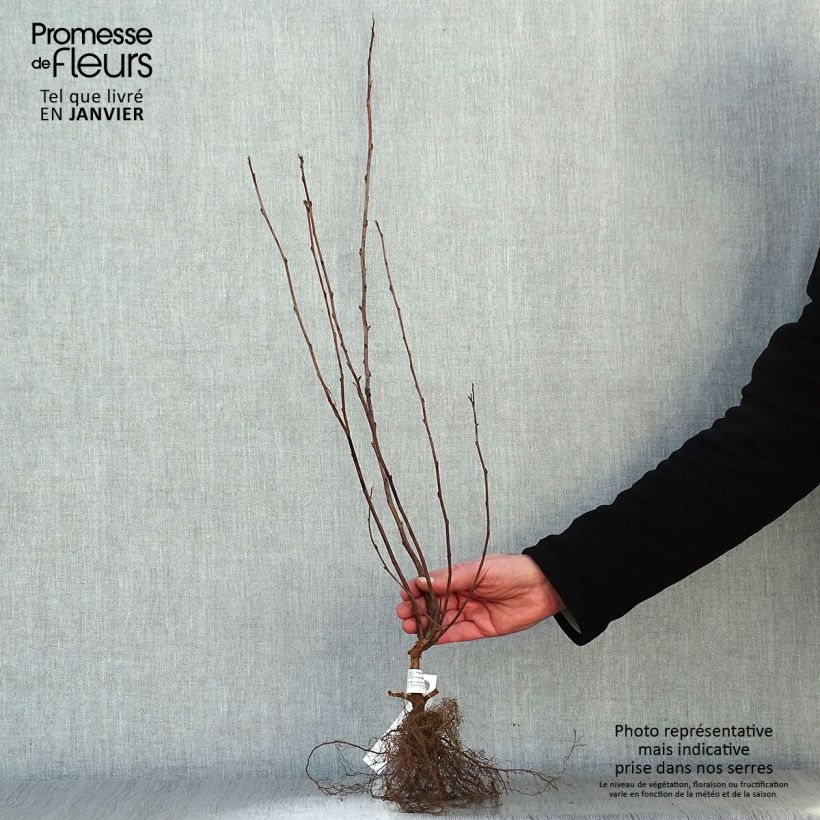 Exemplar von Gelbe Blasenspiere Dart's Gold - Physocarpus Wurzelnackt wie im Winter geliefert