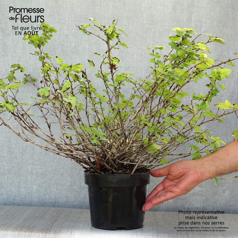 Exemplar von Blasenspiere Tilden Park - Physocarpus capitatus Topf mit 3L/4L wie im Sommer geliefert