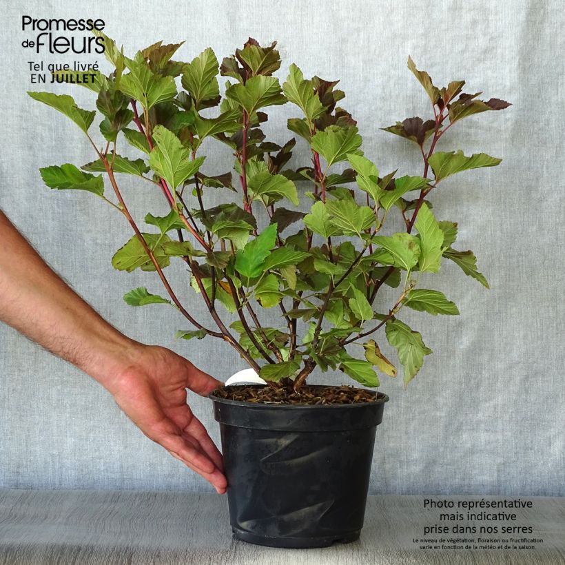 Exemplar von Blasenspiere Amber Jubilee - Physocarpus Topf mit 3L/4L wie im Sommer geliefert