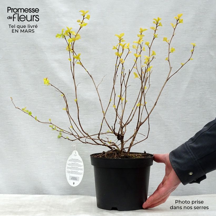 Exemplar von Blasenspiere Anny's Gold - Physocarpus Topf mit 3L/4LGelieferte Höhe ca. 50cm wie im Frühjahr geliefert