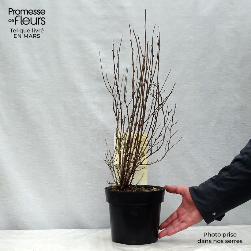 Exemplar von Blasenspiere Burgundy Candy - Physocarpus Topf mit 2L/3L wie im Frühjahr geliefert