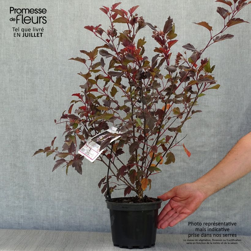 Exemplar von Blasenspiere Diable D'Or - Physocarpus Topf mit 3L/4L wie im Sommer geliefert