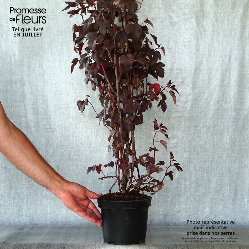 Exemplar von Dunkelrote Blasenspiere Diabolo - Physocarpus Topf mit 3L/4L wie im Sommer geliefert