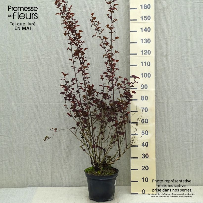Exemplar von Dunkelrote Blasenspiere Diabolo - Physocarpus Topf mit 7,5L/10L wie im Frühjahr geliefert