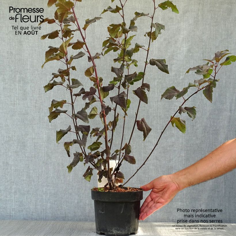Exemplar von Blasenspiere Lady in Red - Physocarpus Topf mit 3L/4L wie im Sommer geliefert