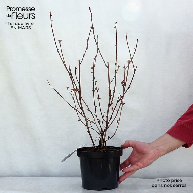 Exemplar von Blasenspiere Lady in Red - Physocarpus Topf mit 3L/4LGelieferte Höhe ca. 30/50cm wie im Frühjahr geliefert