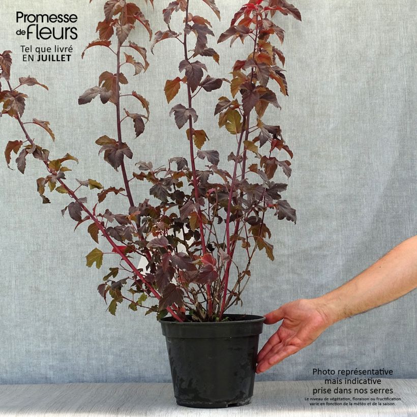 Exemplar von Blasenspiere Lady in Red - Physocarpus Topf mit 3L/4L wie im Sommer geliefert