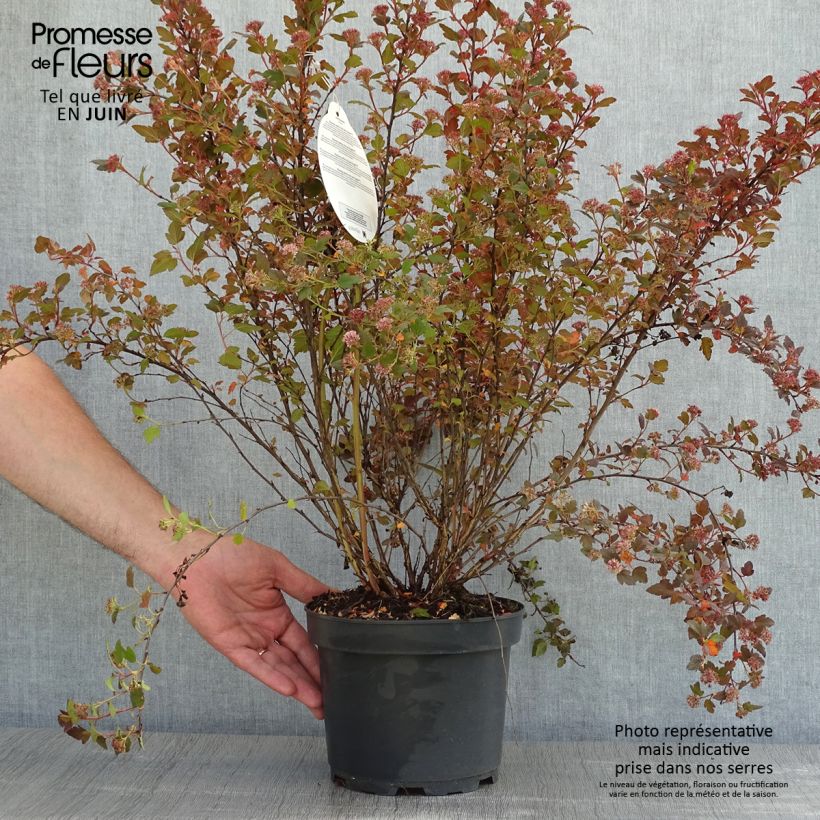 Exemplar von Blasenspiere Little Joker - Physocarpus Topf mit 2L/3L wie im Frühjahr geliefert