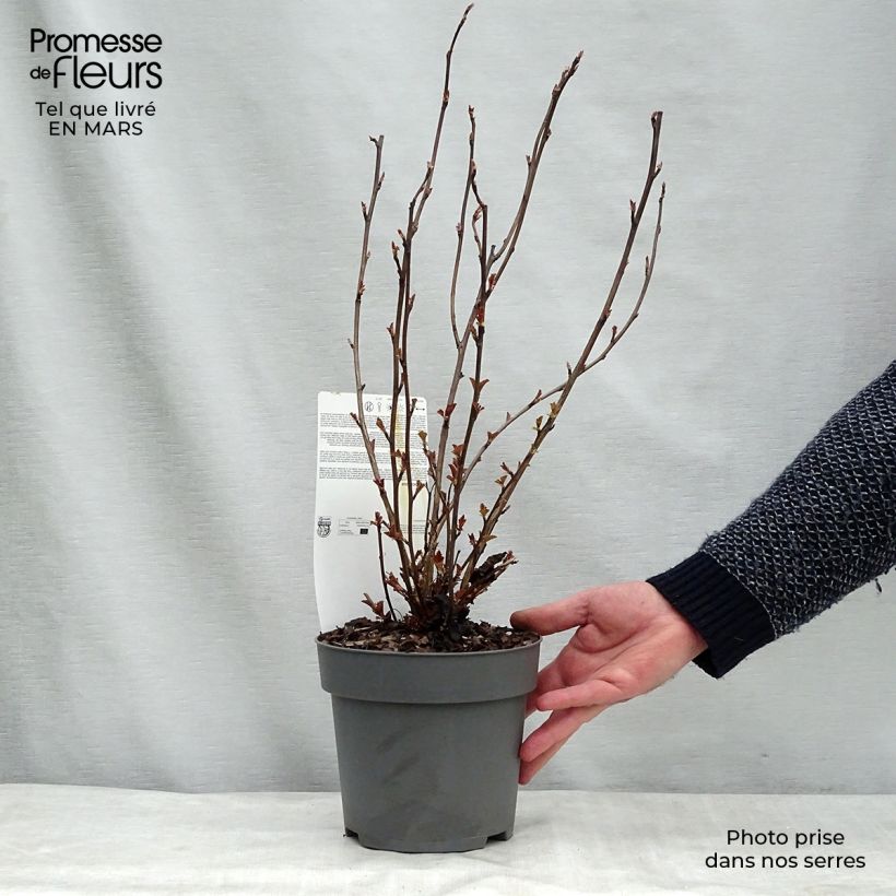 Exemplar von Blasenspiere Perspektiva - Physocarpus Topf mit 2L/3L wie im Winter geliefert