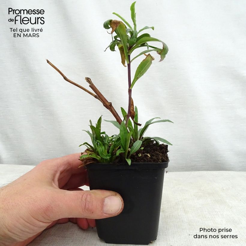 Exemplar von Physostegia virginiana Red Beauty - Gelenkblume Kleine Töpfe von 8/9 cm wie im Frühjahr geliefert