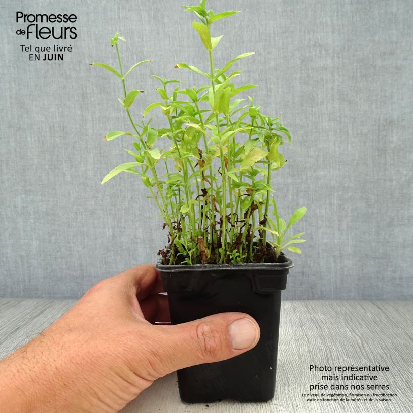 Exemplar von Physostegia virginiana Summer Snow - Gelenkblume Kleine Töpfe von 7/8 cm wie im Sommer geliefert