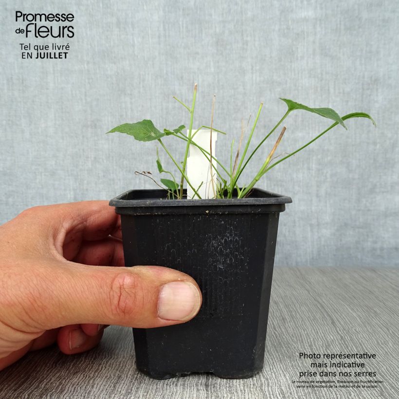 Exemplar von Phyteuma scheuchzeri - Teufelskralle Kleine Töpfe von 8/9 cm wie im Sommer geliefert