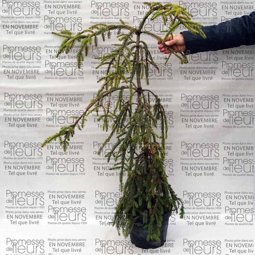 Beispiel eines Exemplars von Picea abies Aarburg Topf mit 7,5L/10L wie geliefert